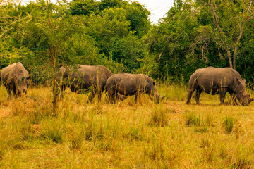 Naklejka premium A Crash of Southern White Rhinos grazing in the wild at Ziwa Rhino Sanctuary in Uganda
