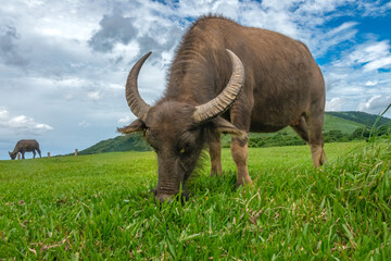 Closeup of a wild water buffalo  (Bubalus arnee) in the grasslands of the Yangmingshan National Park, Taipei and New Taipei City, Taiwan