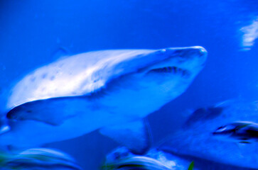 Naklejka premium サメのイメージ