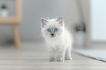 Fototapeta premium Adorable blue-eyed kitten with fluffy white fur curiously exploring a bright, minimalistic room.