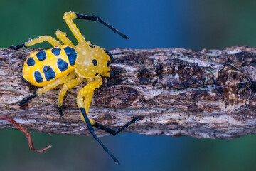 an eight spotted crab spider or Platythomisus octomaculatus.