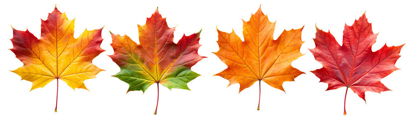 Autumn maple colorful leaves set isolated on transparent white background, png element. Fall maple foliage collection