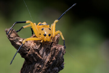 an eight spotted crab spider or Platythomisus octomaculatus.