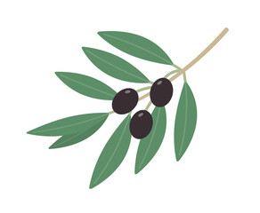 黒い実がなっているオリーブの枝と緑色の葉 - ブラックオリーブ･完熟した木の実のイメージ素材