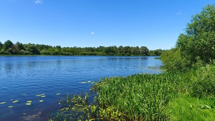 Willows grow on the grassy bank of the river, their branches overhanging the water. On the opposite bank is a forest. The wind creates ripples on the water. Lilies and sagittaria grow in the water