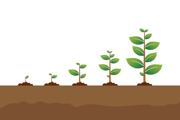 The tree that grows from seed is a big tree with green color and the seedlings grow into a big tree. Vector illustration