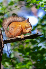 Red Squirrel eating a peanut