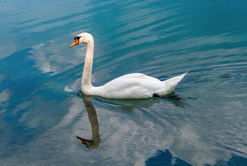 Fototapeta premium White swan with its reflection swimming on blue lake water reflecting in blue sky with white clouds