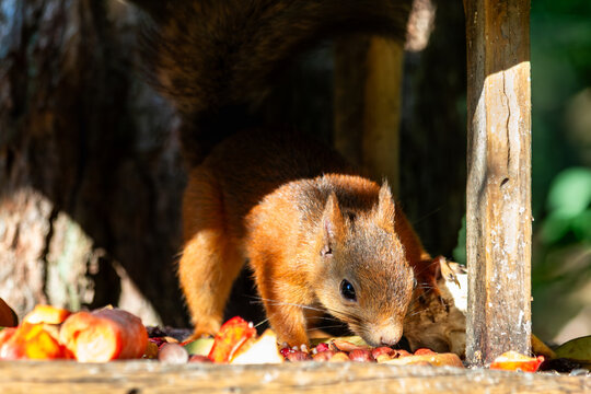 Red Squirrel eating a peanut