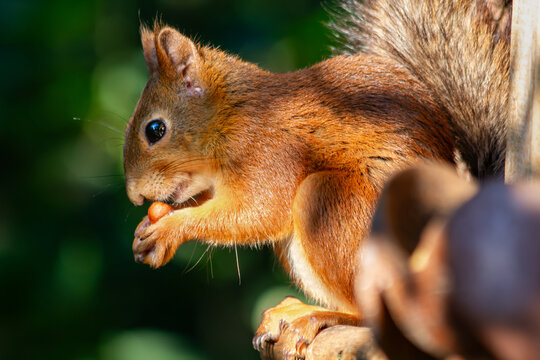Red Squirrel eating a peanut