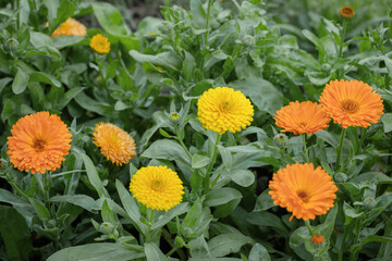 Mix of Yellow and orange pot marigolds (Calendula officinalis). Color variations.
