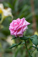 Beautiful fresh roses in the park after the rain. Close up. Flowers in the park.