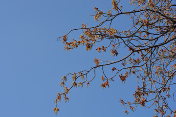Lombardy poplar branches with flowers