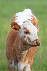 A brown and white cow standing in the meadows of Finland during a summer day
