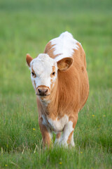 A brown and white cow standing in the meadows of Finland during a summer day