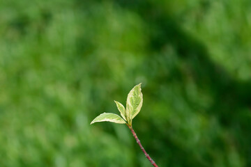 Silver and Gold Red-osier Dogwood new leaves