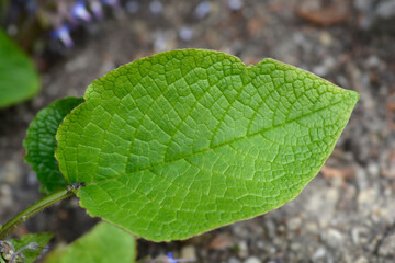 Eastern borage leaf