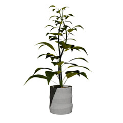 Front view of Plant (Plant with pot) Tree