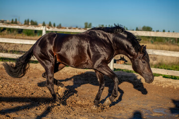 strong black breed stallion horse running and jumping in arena on sunny day, muscular equine
