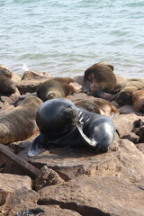 Lobo marino rascandose