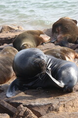 Lobo marino rascandose