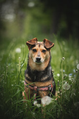 A small dog without a breed sits outside on a summer day