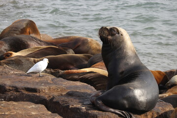 Naklejka premium Animales marinos descansando