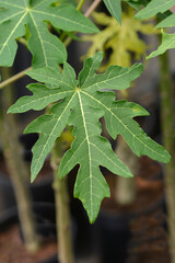 Papaya leaves