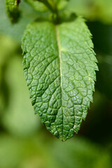 Moroccan mint leaf