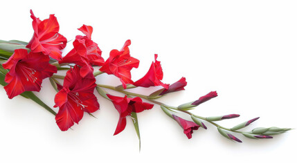A red gladiolus on a white background. 