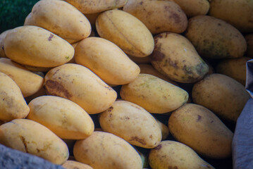 Many ripe yellow mangoes