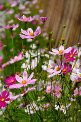 Kosmos pierzasty, kosmos podwójnie pierzasty, onętek, Cosmos bipinnatus, kolorowe kosmosy, łąka kwietna z kosmosów,  garden cosmos, Mexican aster,  Prairie fleurie © kateej