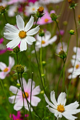 Kosmos pierzasty, kosmos podwójnie pierzasty, onętek, Cosmos bipinnatus, kolorowe kosmosy, łąka kwietna z kosmosów,  garden cosmos, Mexican aster,  Prairie fleurie © kateej