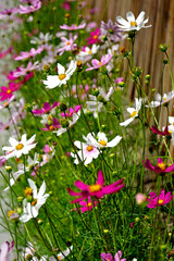 Kosmos pierzasty, kosmos podwójnie pierzasty, onętek, Cosmos bipinnatus, kolorowe kosmosy, łąka kwietna z kosmosów,  garden cosmos, Mexican aster,  Prairie fleurie © kateej