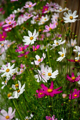 Kosmos pierzasty, kosmos podwójnie pierzasty, onętek, Cosmos bipinnatus, kolorowe kosmosy, łąka kwietna z kosmosów,  garden cosmos, Mexican aster,  Prairie fleurie © kateej