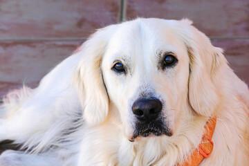 Murcia, Spain - 13th June 2024 - A white Golden Retriever relaxing against a tiled background, wearing an orange collar