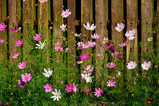 Kosmos pierzasty, kosmos podw&oacute;jnie pierzasty, onętek, Cosmos bipinnatus, kolorowe kosmosy, łąka kwietna z kosmos&oacute;w,  garden cosmos, Mexican aster,  Prairie fleurie