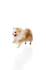 Playful Pomeranian dog with white and tan coat captured mid-leap, displaying energetic and excited expression against white studio background. Concept of animal, grooming and veterinary services. Ad