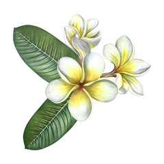 Plumeria. A bouquet of exotic tropical fragrant frangipani flowers. A hand-drawn watercolor illustration. An element of the design of packaging, postcards and labels. For banners, flyers, and posters.