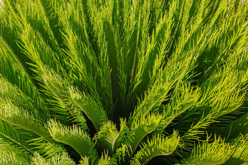 Murcia, Spain - 13th June 2024 - Vibrant green Cycad plant basking in the sunlight in a tropical garden setting