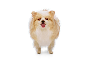 Fluffy Pomeranian dog with white and tan fur stands, sticking its tongue out with playful expression against white studio background. Concept of animal, domestic life, grooming and veterinary services