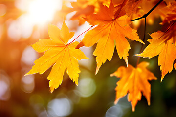 autumn leaves on the tree