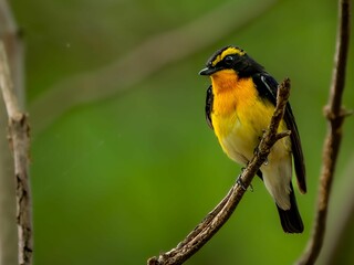 森の中で枝に留まっているキビタキの雄