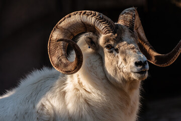 Dall sheep, close-up portrait view, n the Milwaukee County Zoo in mid-autumn, Milwaukee, Wisconsin ...