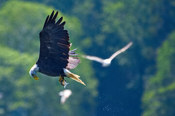 american bald eagle catching fish