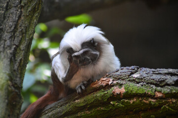 Cotton Top Tamarin scratches his ear