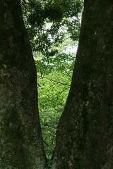 Beautiful fresh green leaves in between two big branches of an old tree. Forked bough is in front of trees with bright green leaves in early summer 