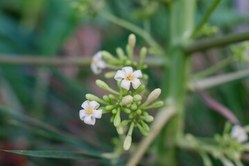 Close Up of Papaya Flowers and Buds in the Garden, on blurred background, papaya flowers bloom.