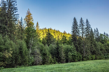 Landscapes -  Forest - Europe, Romania, Suceava region