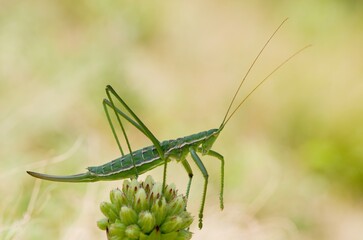 Predatory bush cricket, or the spiked magician (Saga pedo, Orthoptera), largest endangered grasshopper in Europe, Red Book